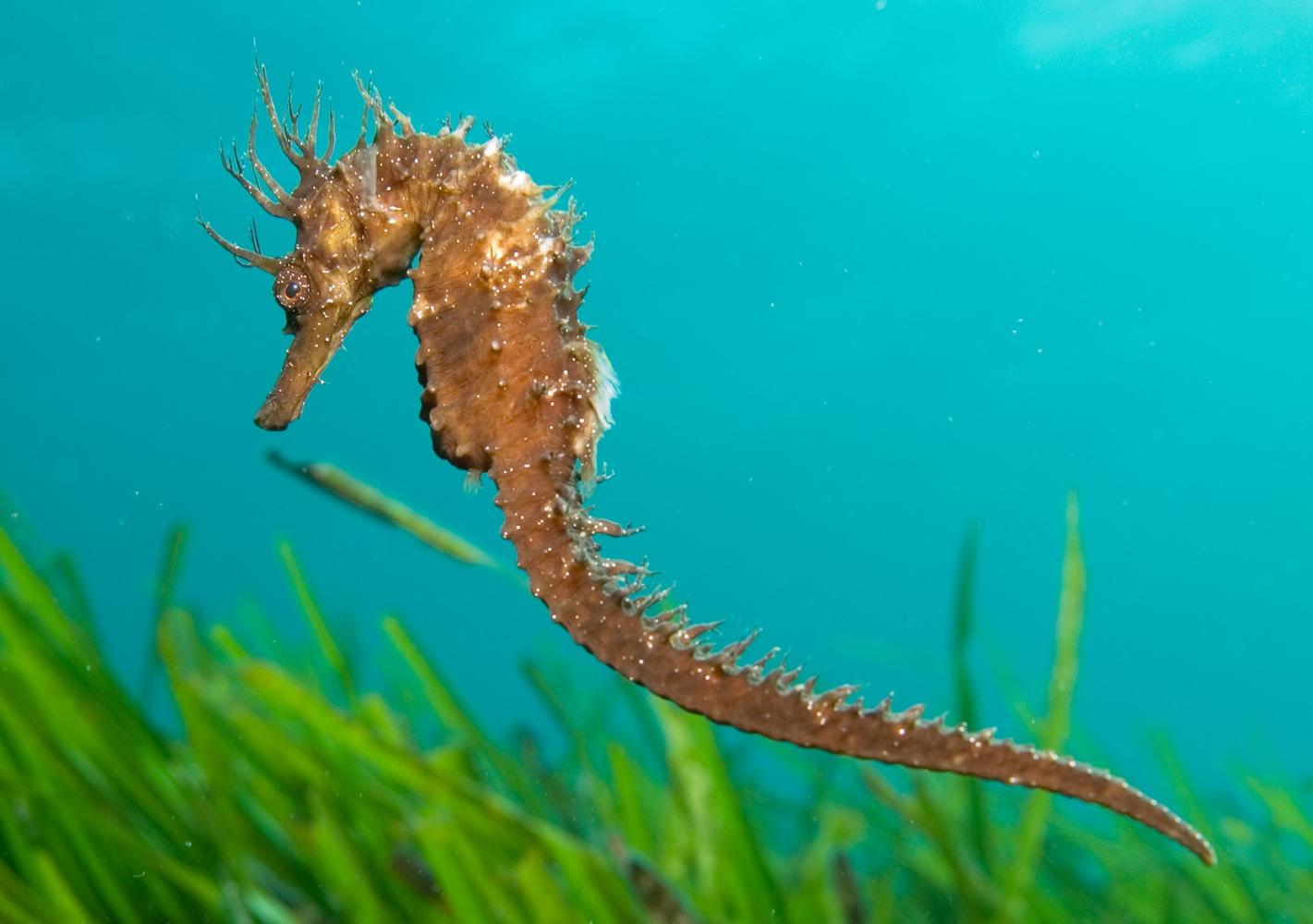 El Govern impulsa un plan de acción para la conservación de las zonas marinas someras de las Illes Balears