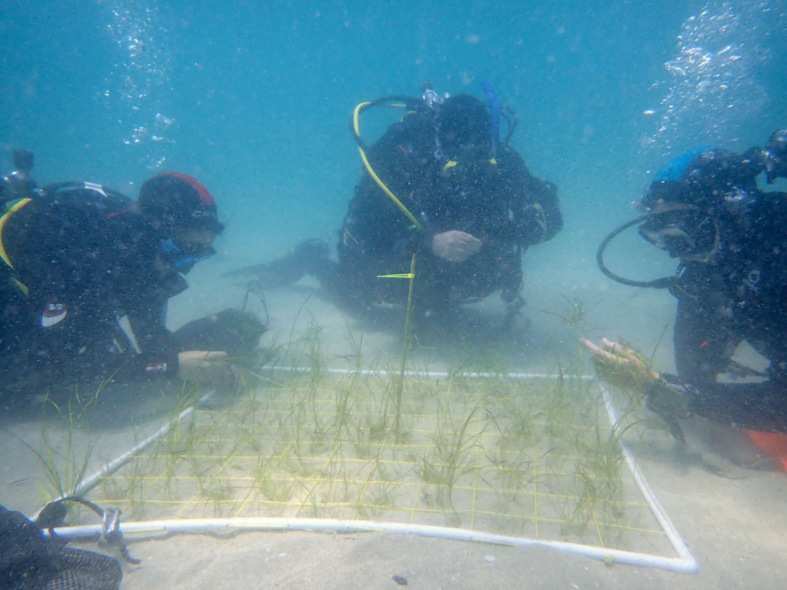 Iniciadas las primeras plantaciones para la recuperación de praderas marinas en la bahía